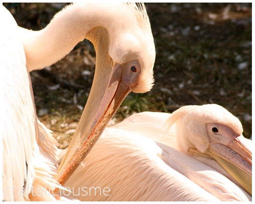 lovely rose creatures / pink pelican at Tierpark Berlin