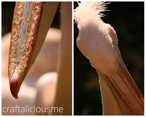 lovely rose creatures / pink pelican at Tierpark Berlin