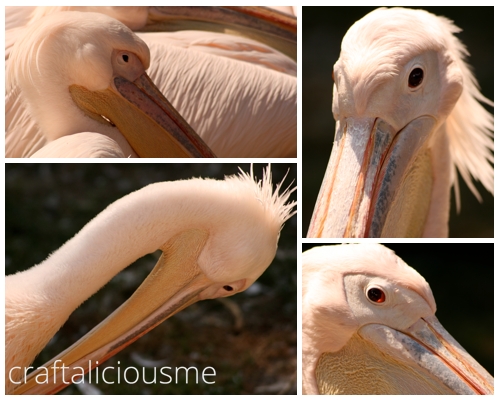 lovely rose creatures / pink pelican at Tierpark Berlin