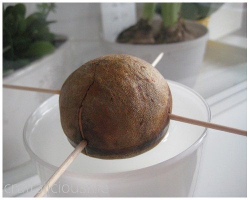 avocado tree growing