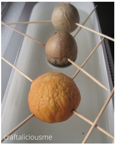 avocado pit