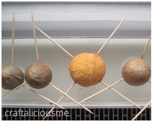 avocado pit