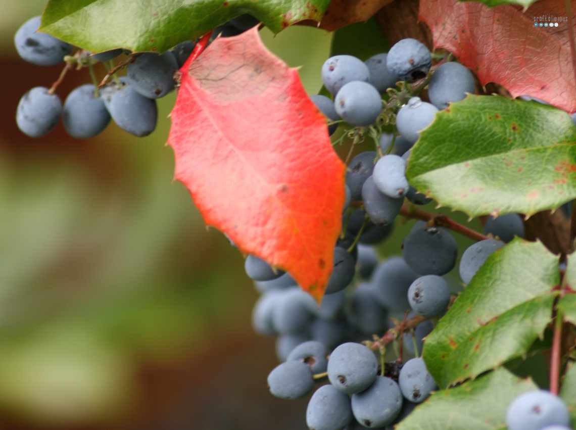weird fall seed
