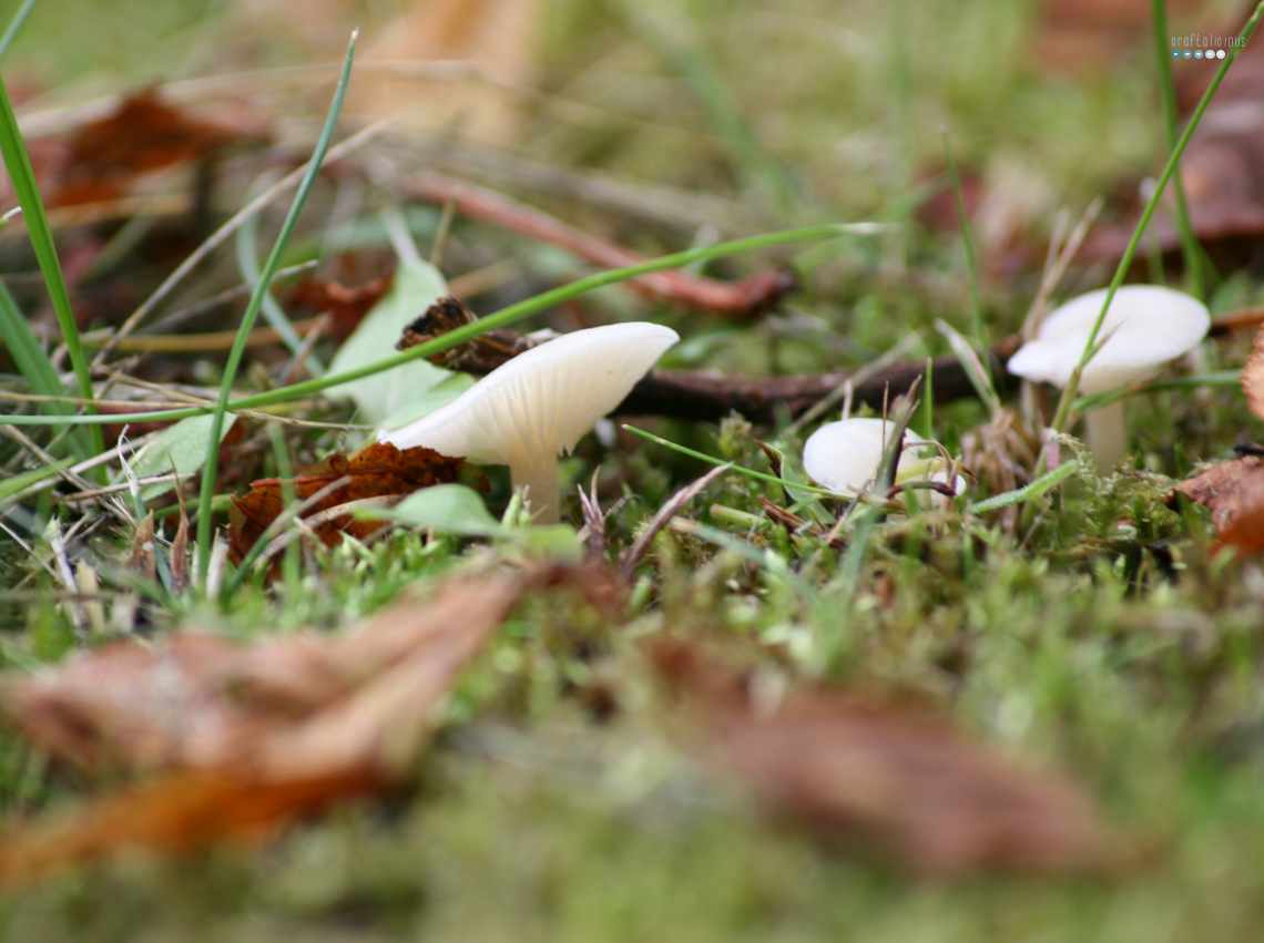 mushroom in fall