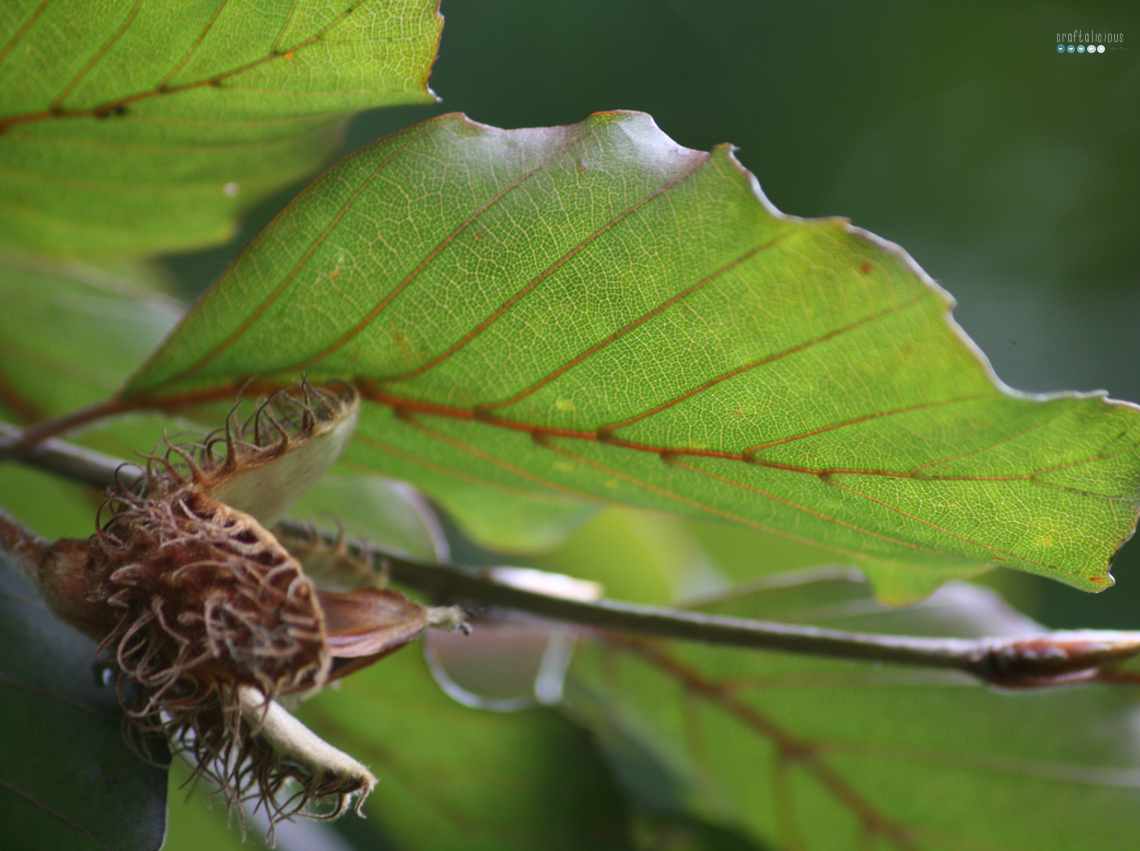 beechnut