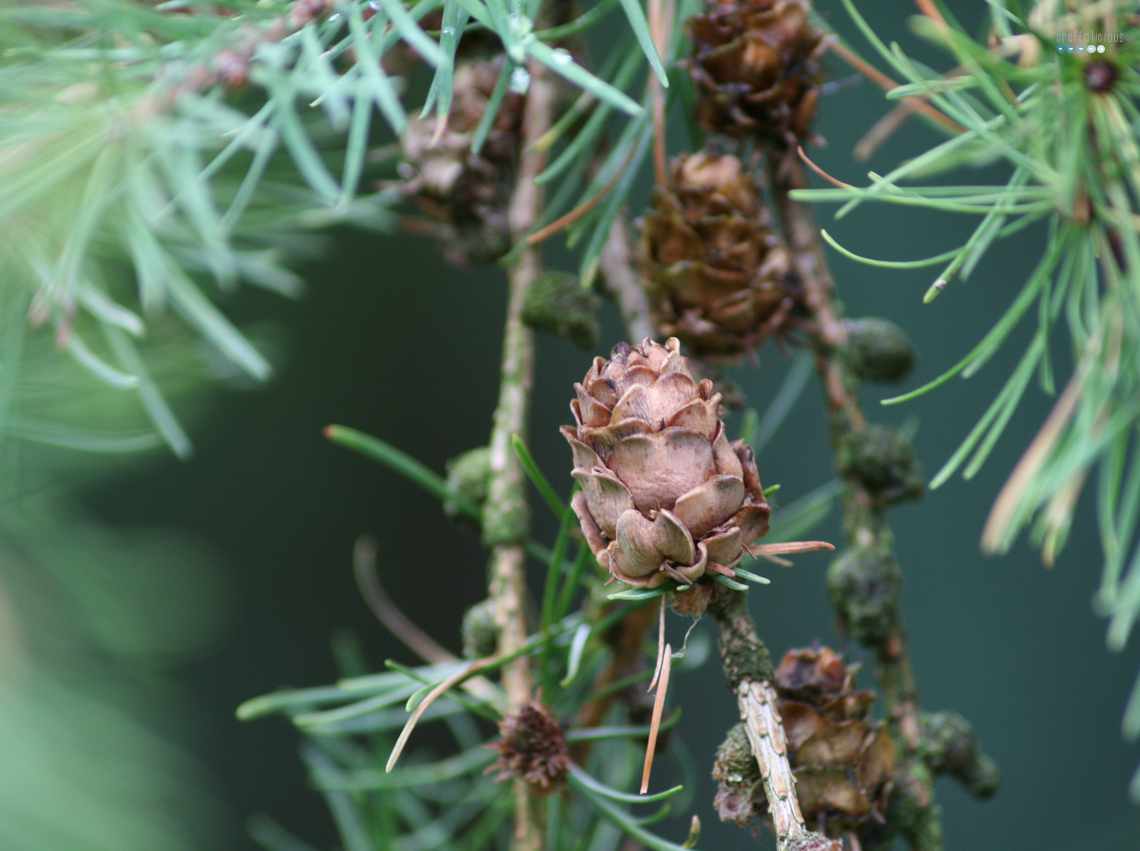 larch pine cones