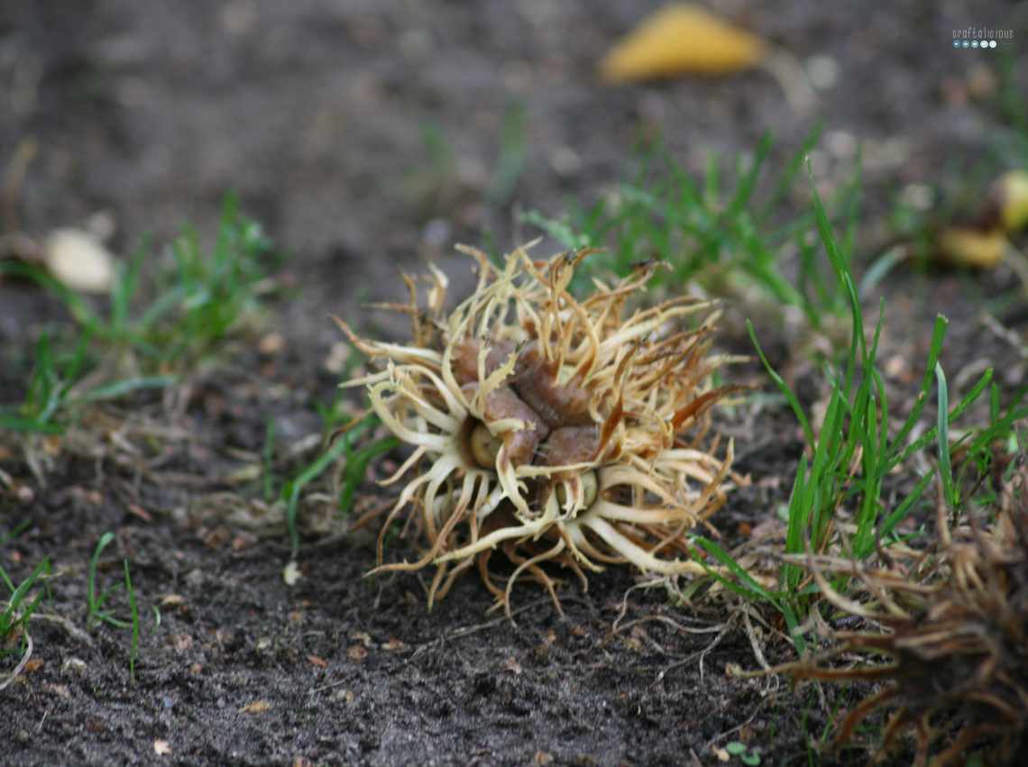 hazelnut