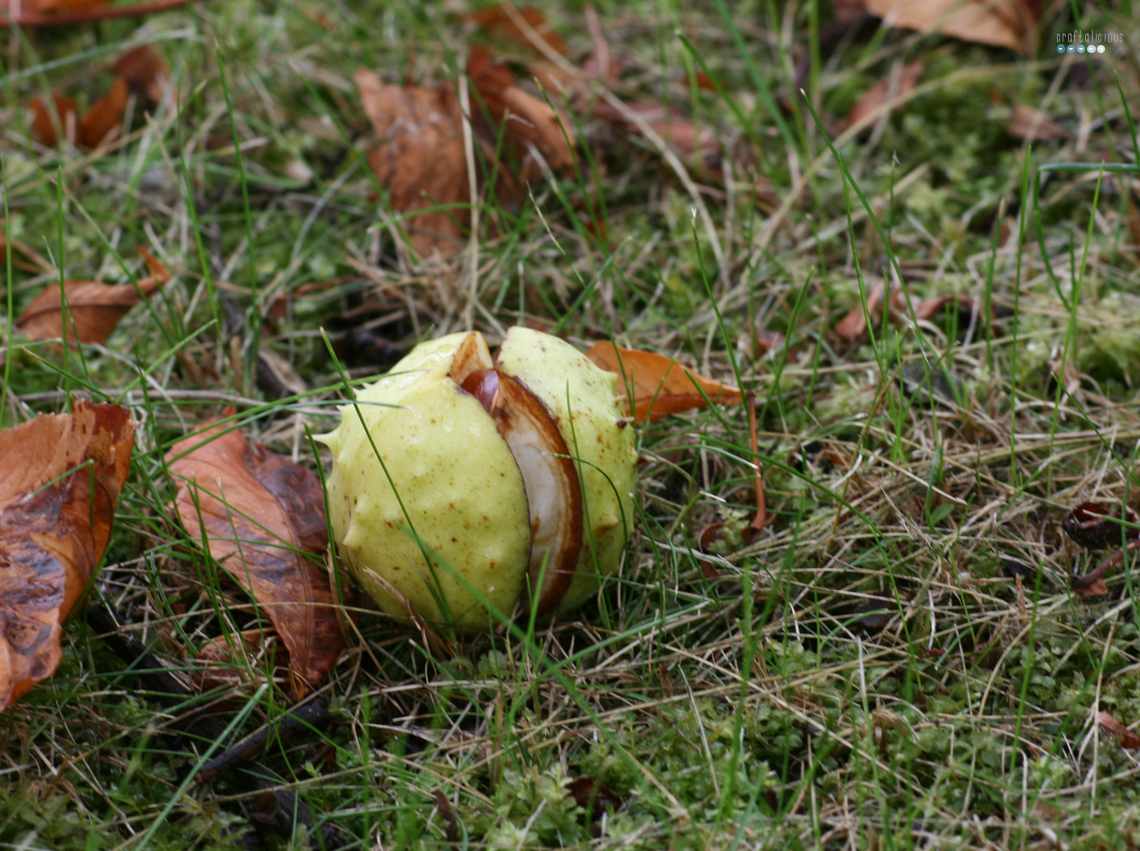 chestnut