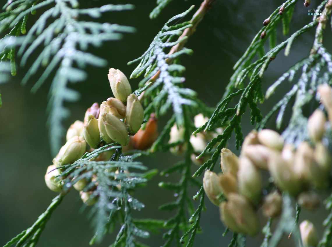 weired fall seed