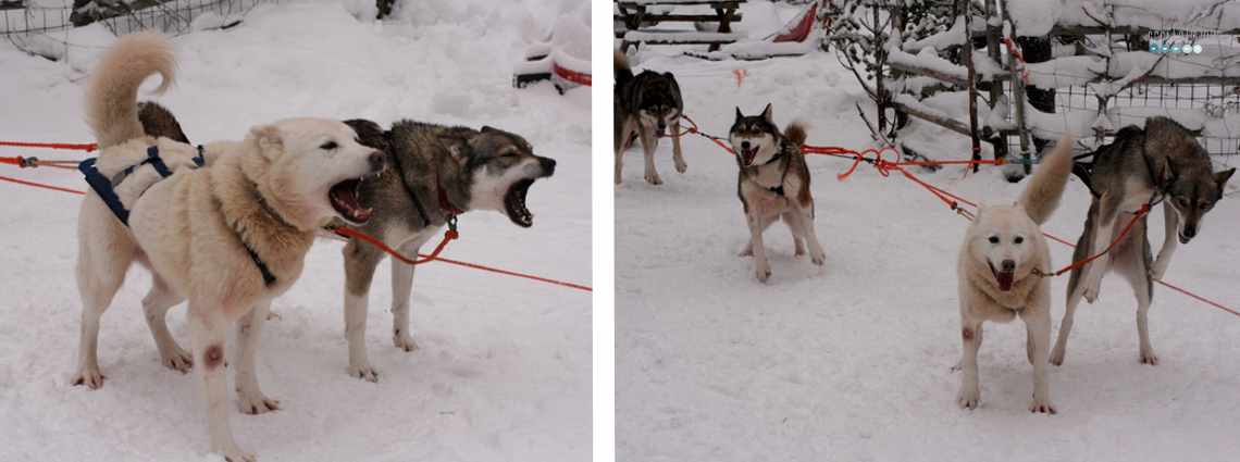 jumping huskies