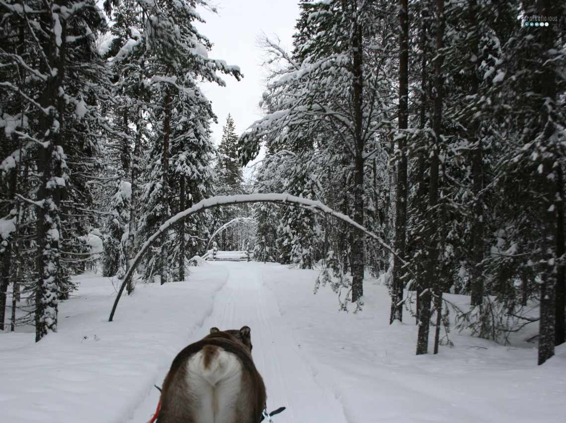 reindeer butt