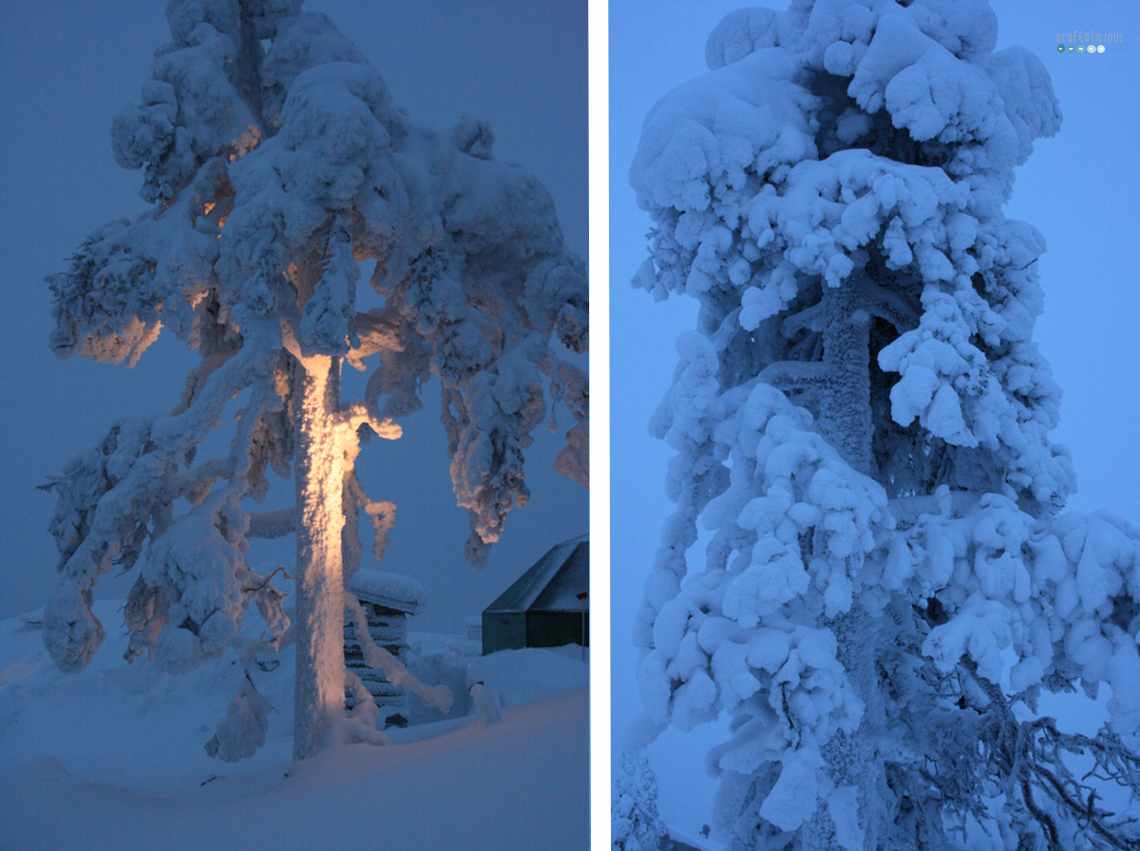 snowy trees