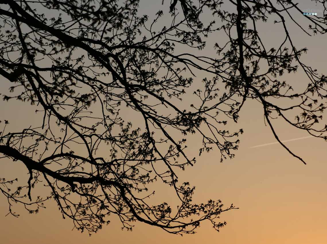 sky with tree