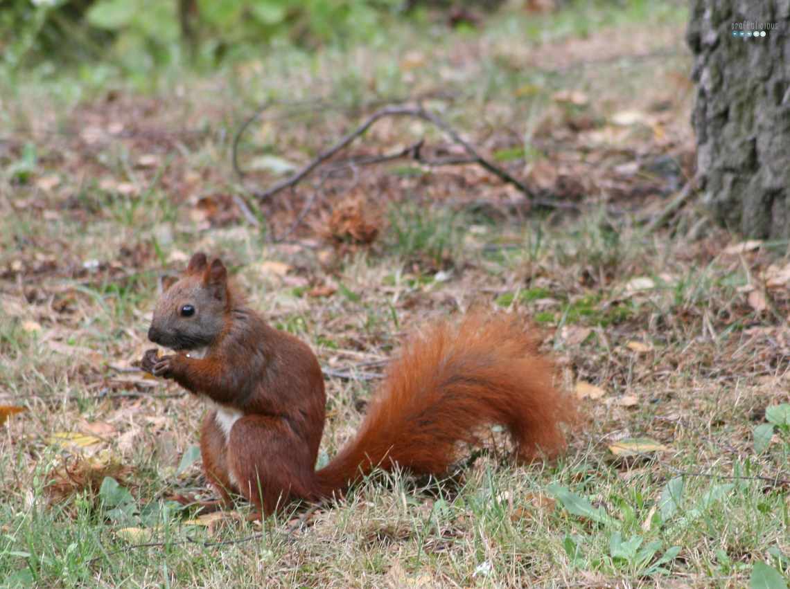 squirrel love in fall