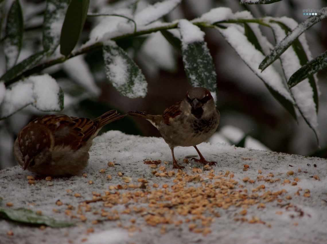 Feeding Sparrows in Snow