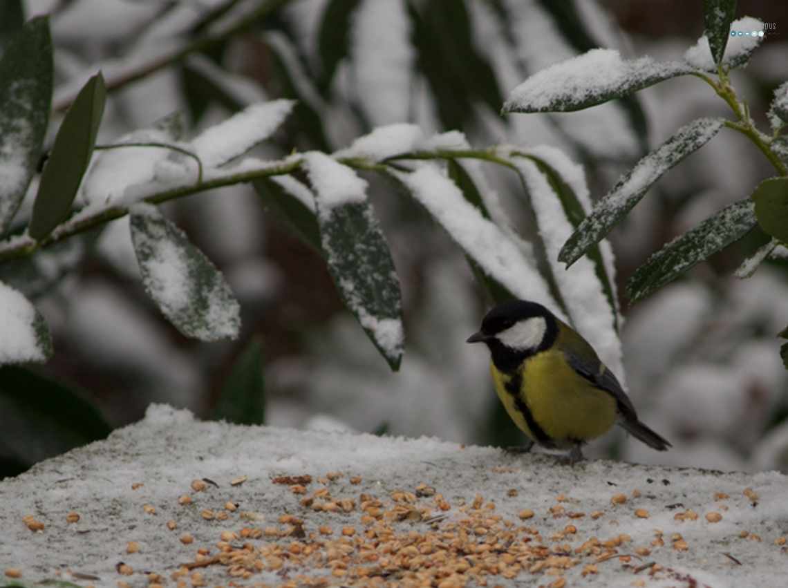 feeding great tit in snow