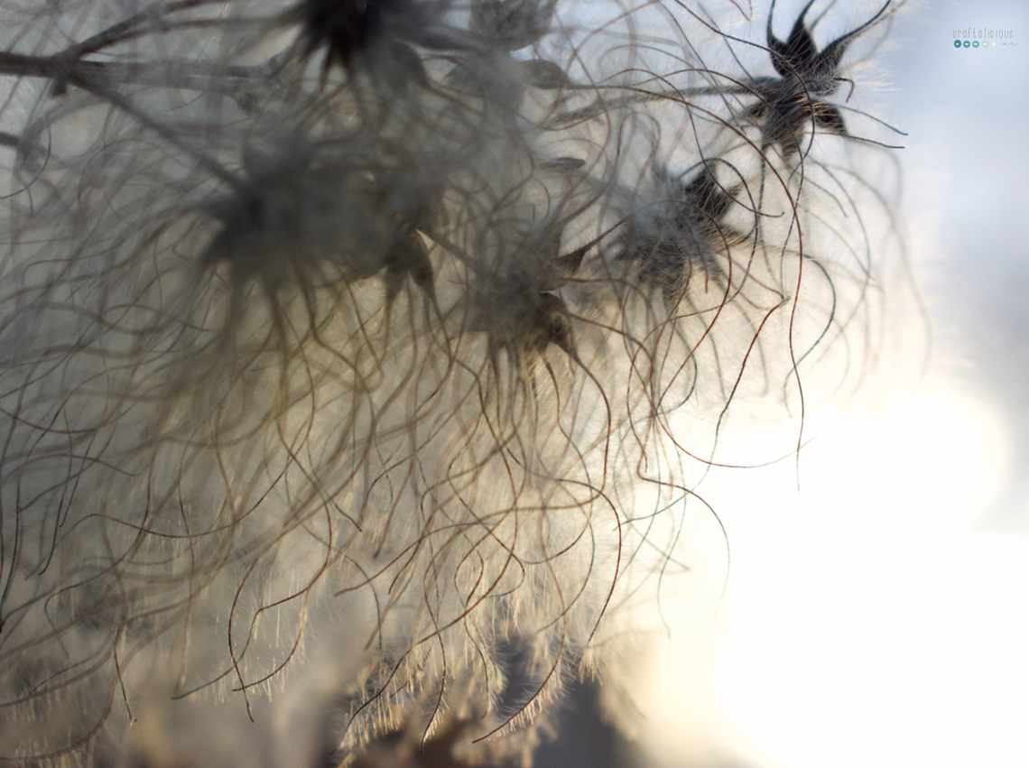 fluffy plant