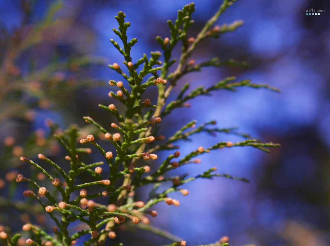 greenery and blue