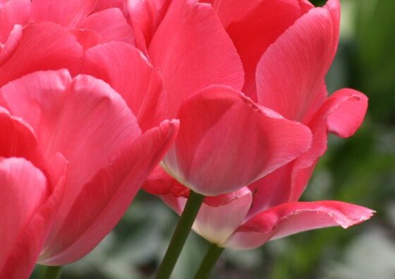 Happy Easter Tulip