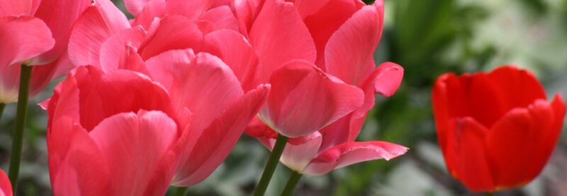 Happy Easter Tulip