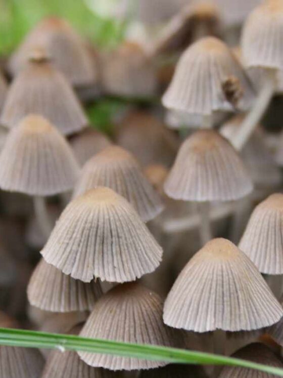 mushroom love in fall