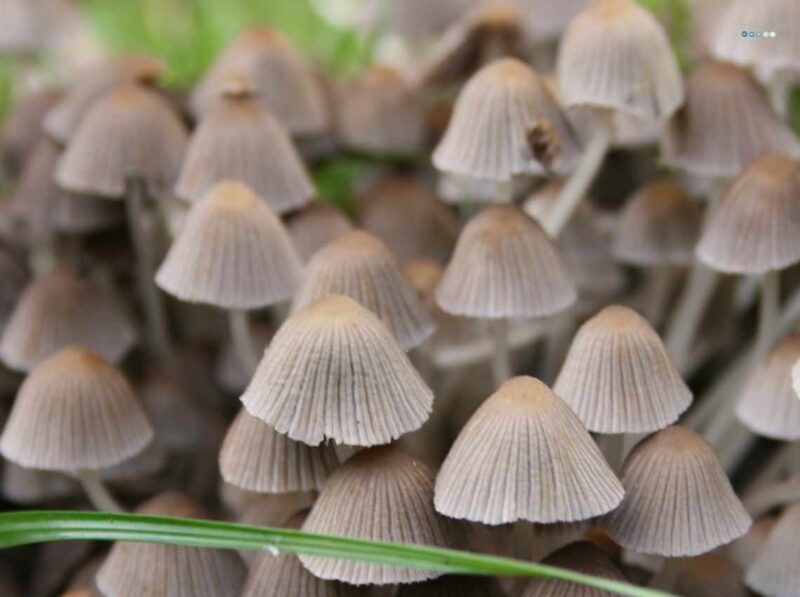 mushroom love in fall
