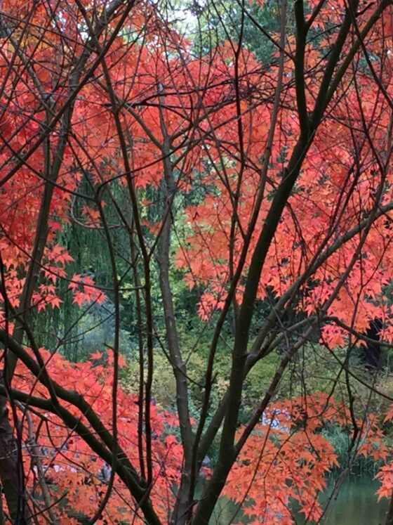 fall bucket list 2018