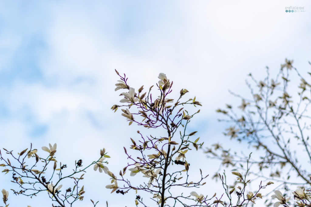 spring bucket list seeking creative life blue sky with magnolia blossom