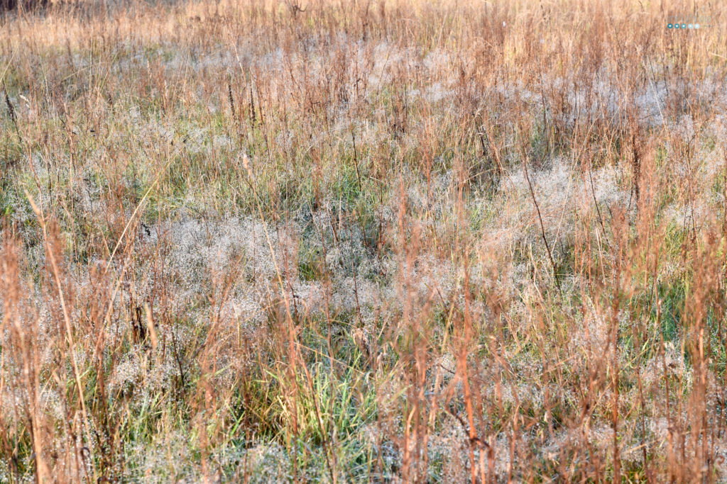 craftaliciousme seeking creative life meadow with dew