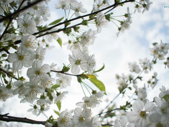 spring bucket list 2020 craftaliciousme seeking creative life