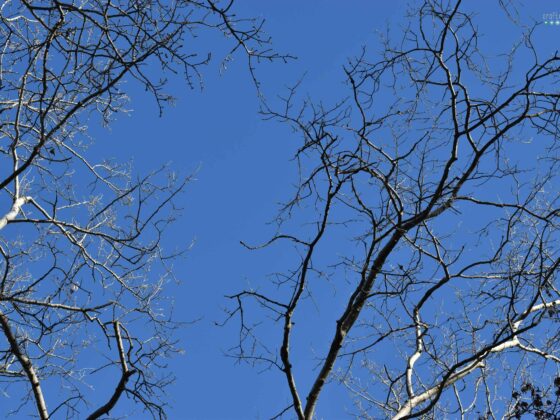 Corona Diaries blue sky craftaliciousme seeking creative life