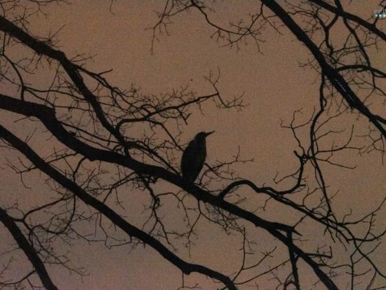 currently in January grey heron in tree