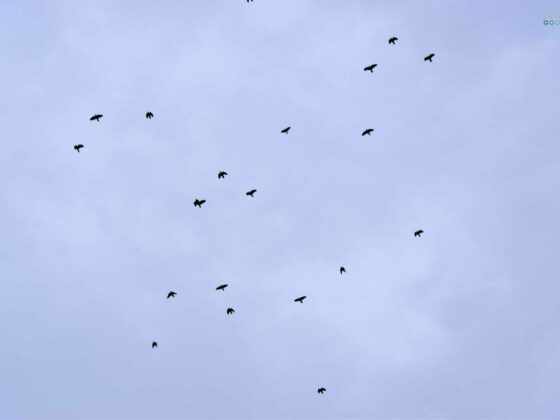 currently in march craftaliciousme seeking creative life birds in blue sky