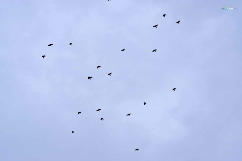 currently in march craftaliciousme seeking creative life birds in blue sky