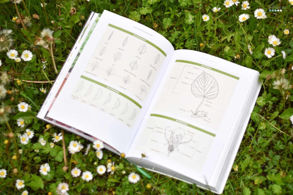 Gathering herbs and wild remedies botany characteristics