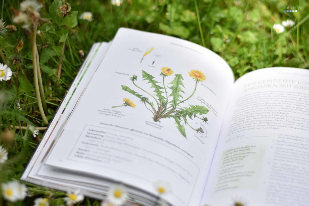 Gathering herbs and wild remedies botany illustration