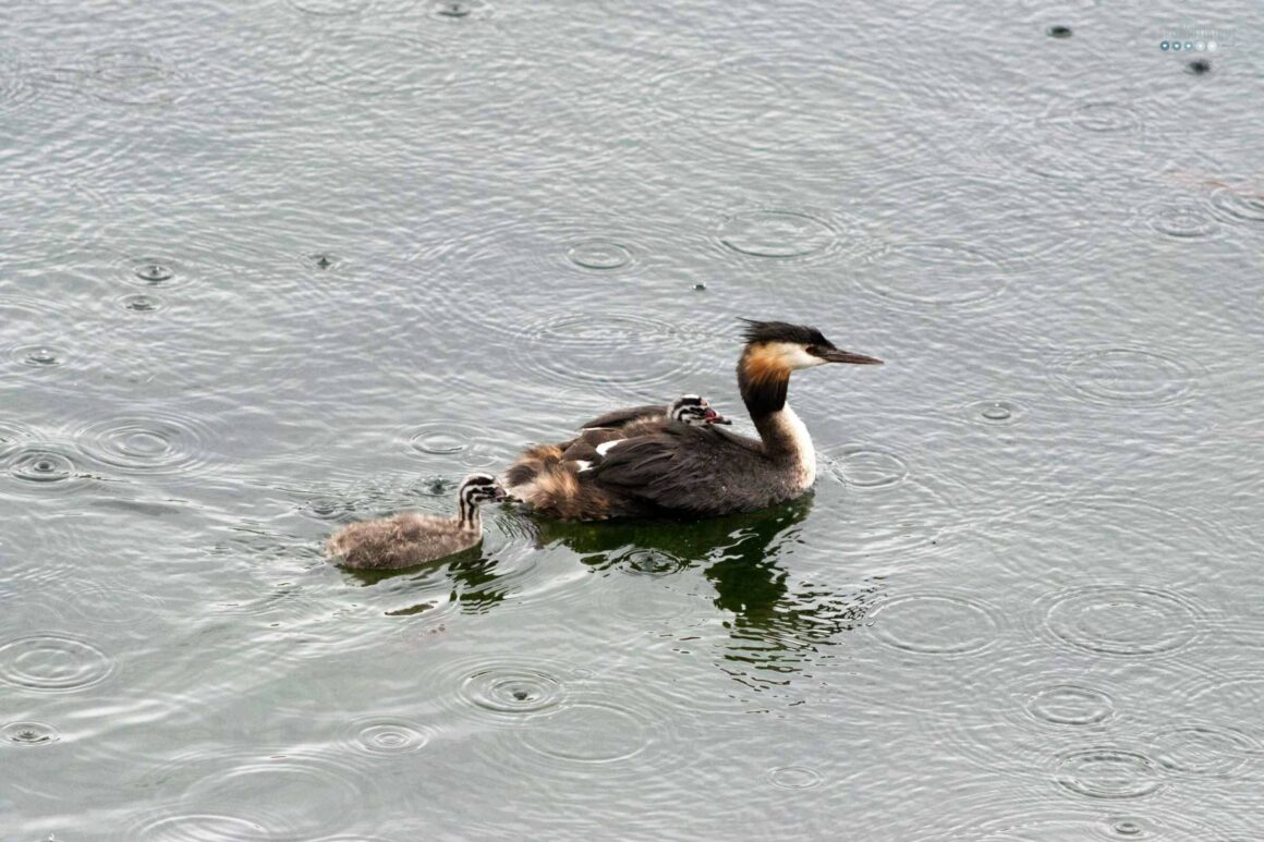 wildlife young great crestes grebe