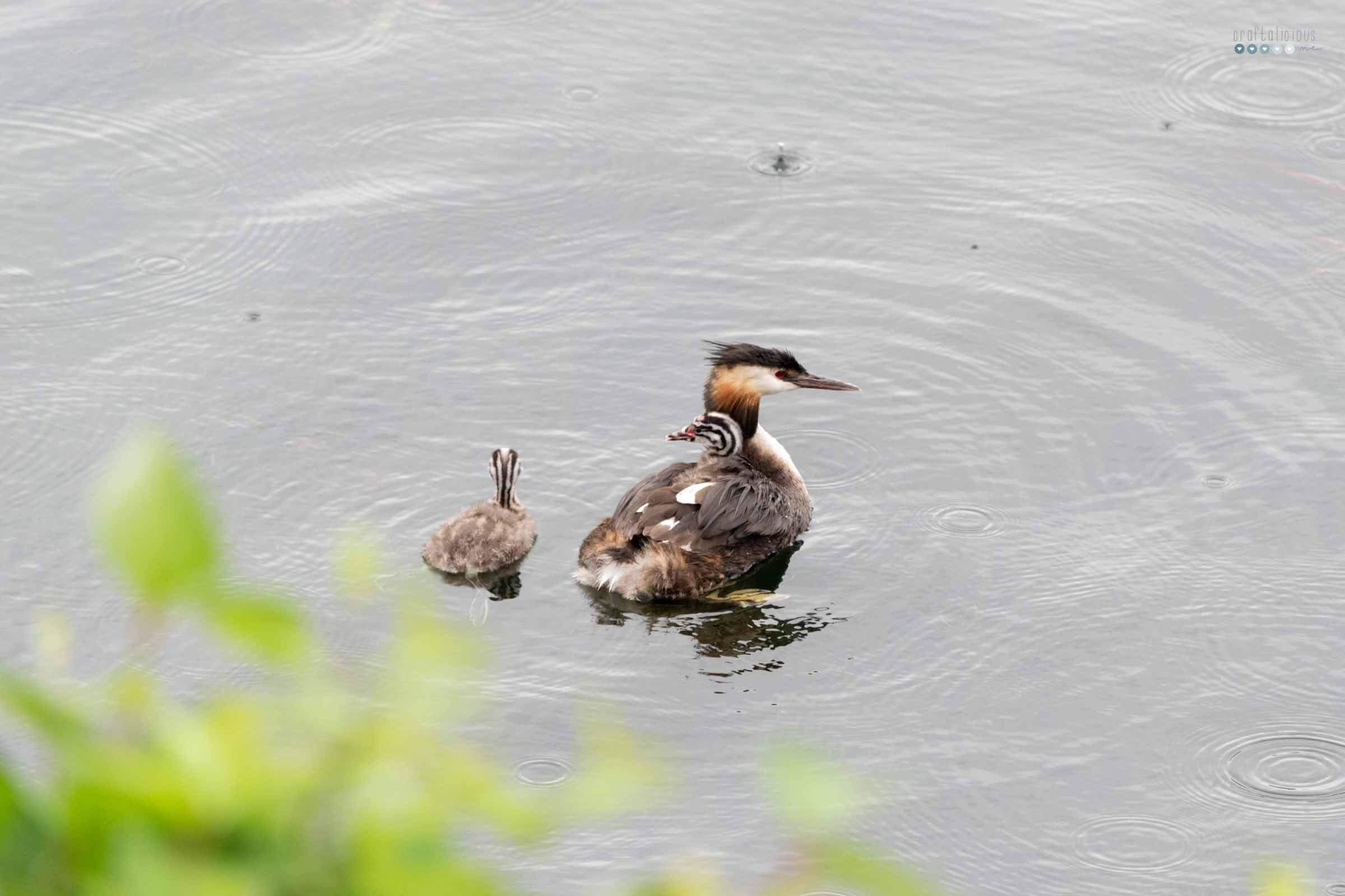 wildlife great crestes grebe with ducklings