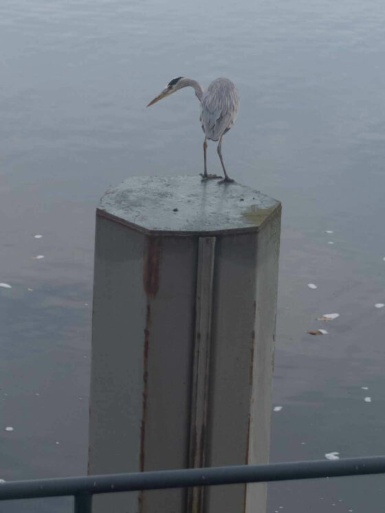 wildlife_gray heron peeking