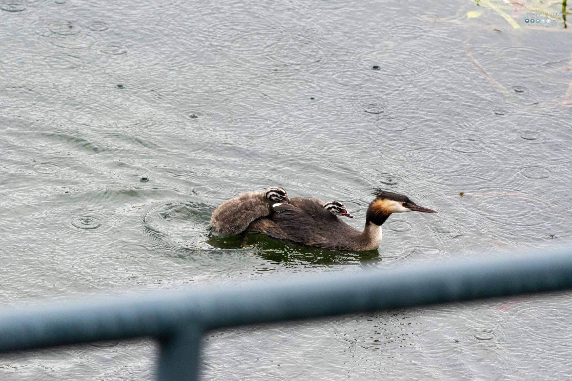 wildlife_great crestes grebe