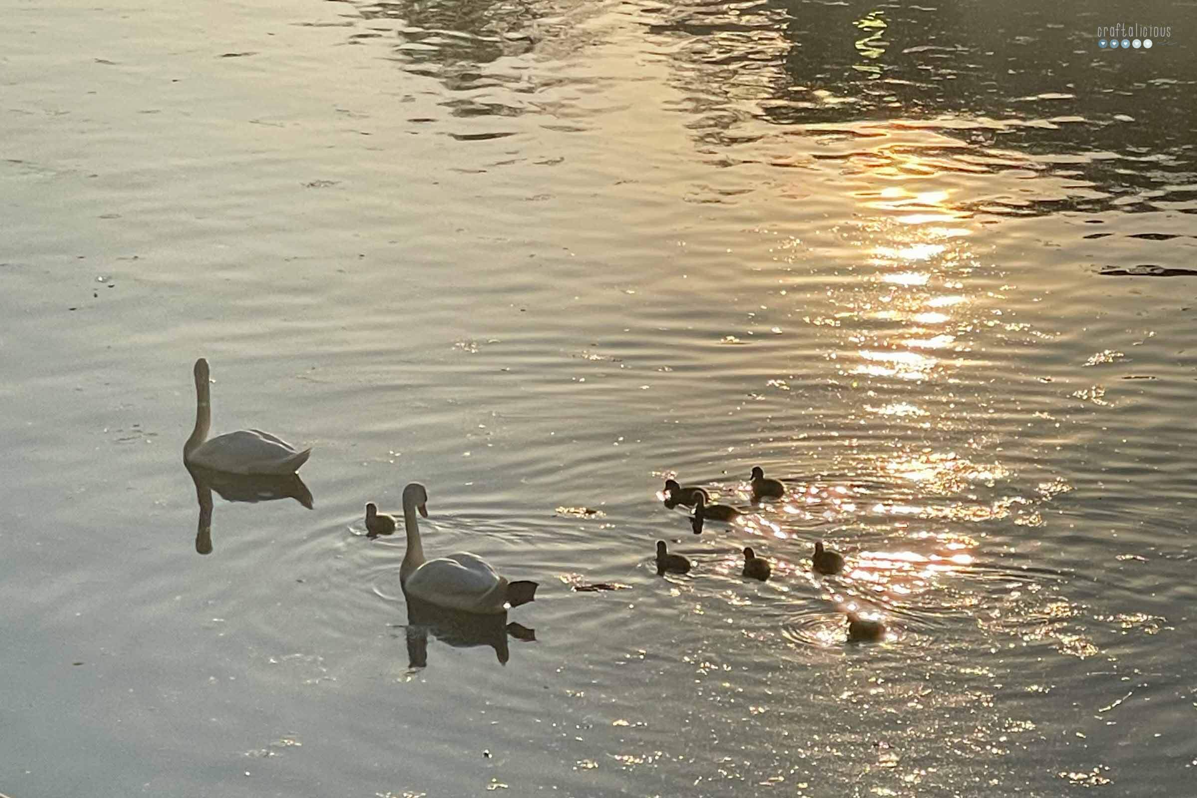 wildlife swan family