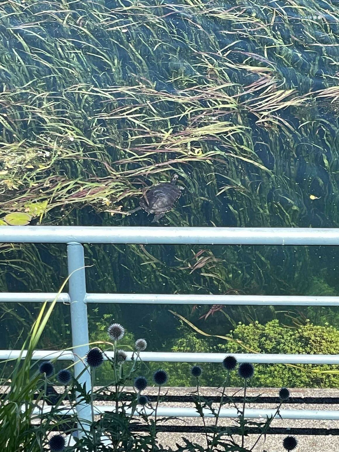 turtle tegler see wildlife at doorstep