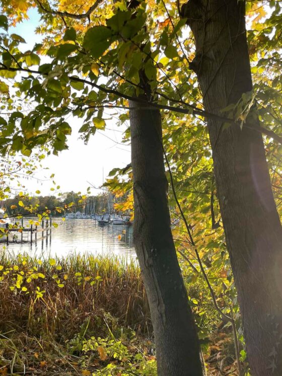 50 Questions That Will Free Your Mind – part I sunshine in the woods