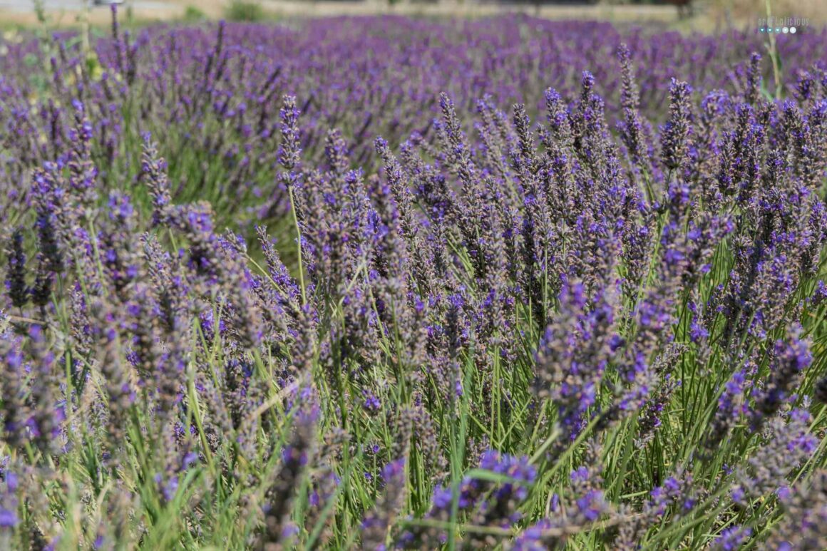 river cruise southern france uniworld_lavender