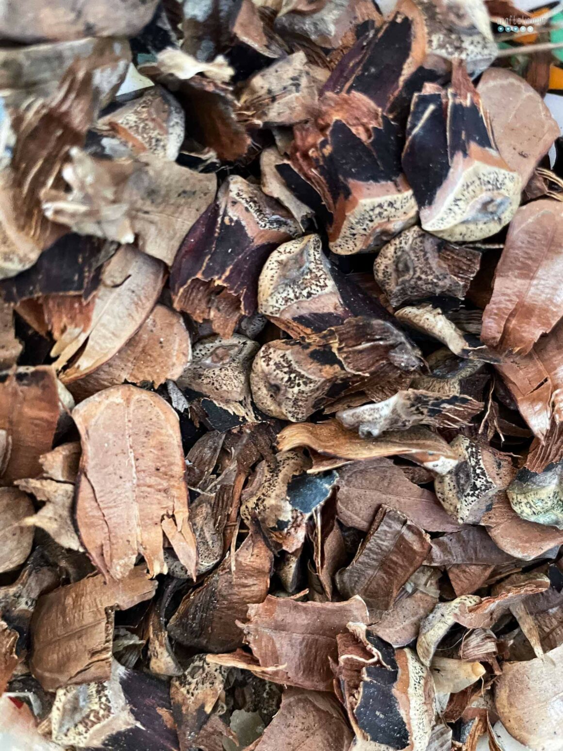 pine cone scale wreath scales