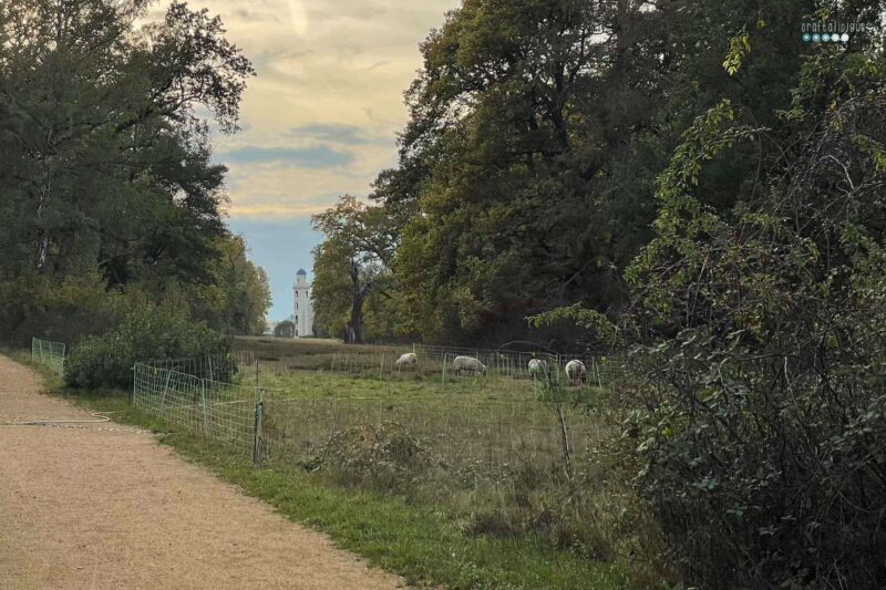 Date Day October view of castle on peacock island over meadow with sheep