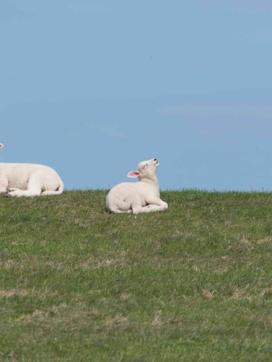 Pairs – Spotted Photo Challenge header