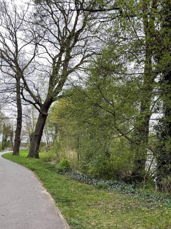 a walk way along the river with green trees on the side
