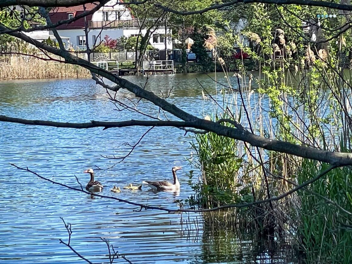 family of geese on a river