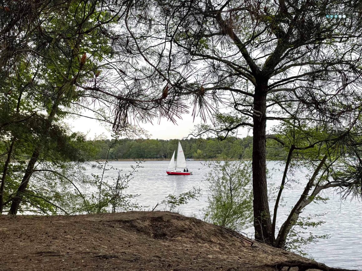 a red sail bot on water framed by pine tree branches